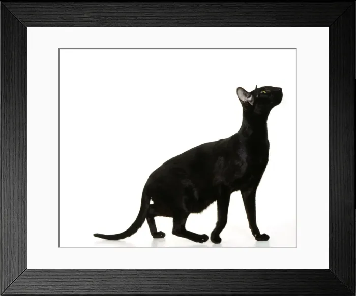 Framed Print : Oriental Black Cat JD 14542 © John Daniels / ARDEA LONDON Framed Print : Oriental Black Cat JD 14542 © John Daniels / ARDEA LONDON