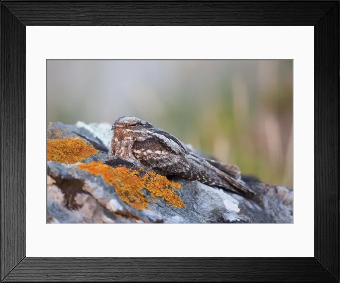 Framed Print : Nightjar - Lizard - Cornwall - UK Framed Print : Nightjar - Lizard - Cornwall - UK