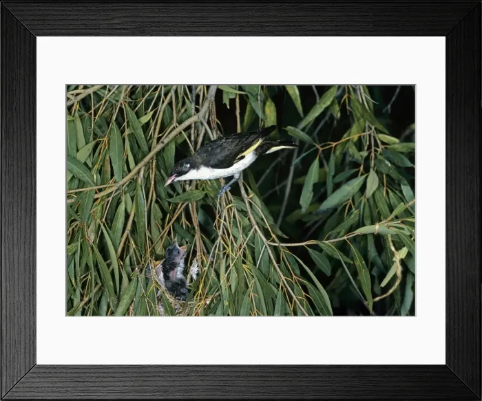 Framed Print : Painted Honeyeater - at nest with chicks - Australia Framed Print : Painted Honeyeater - at nest with chicks - Australia