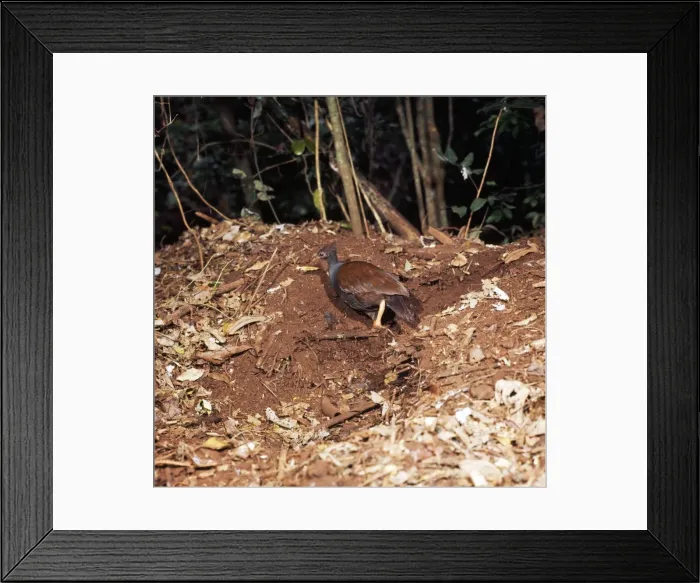 Framed Print : Scrub Fowl - digging out egg chamber Framed Print : Scrub Fowl - digging out egg chamber