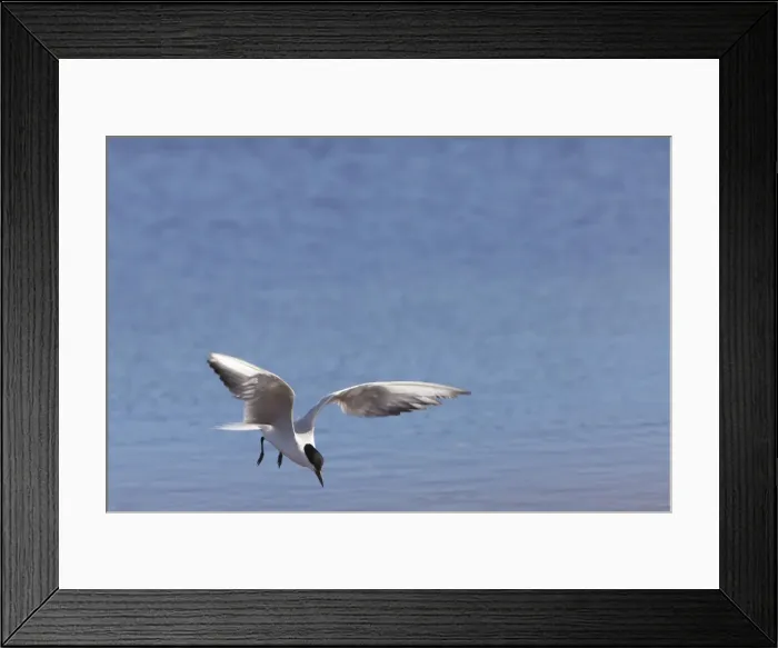 Framed Print : Gull-billed Tern - single adult bird in flight fishing - Coto Donana - Spain Framed Print : Gull-billed Tern - single adult bird in flight fishing - Coto Donana - Spain