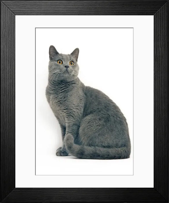Framed Print : Cat - Chartreux in studio Framed Print : Cat - Chartreux in studio