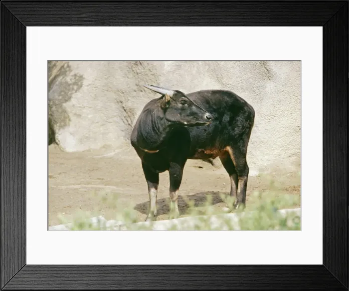 Framed Print : Lowland Anoa Framed Print : Lowland Anoa