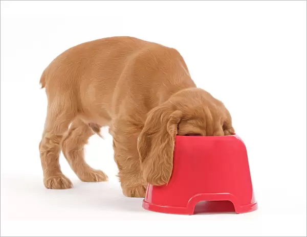 Dog - Cocker Spaniel - puppy with head in feeding bowl