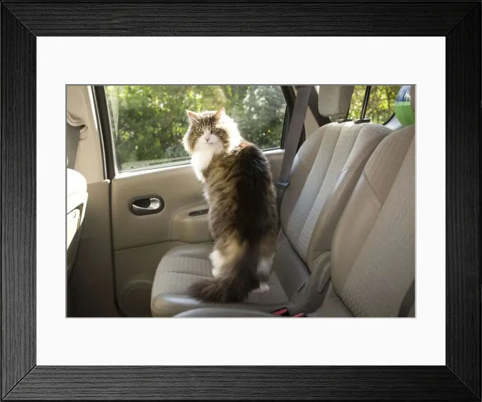 Framed Print : Cat- on back seat of car Framed Print : Cat- on back seat of car