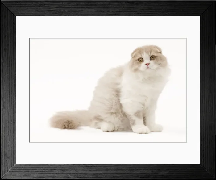 Framed Print : Cat - Highland Fold in studio Framed Print : Cat - Highland Fold in studio