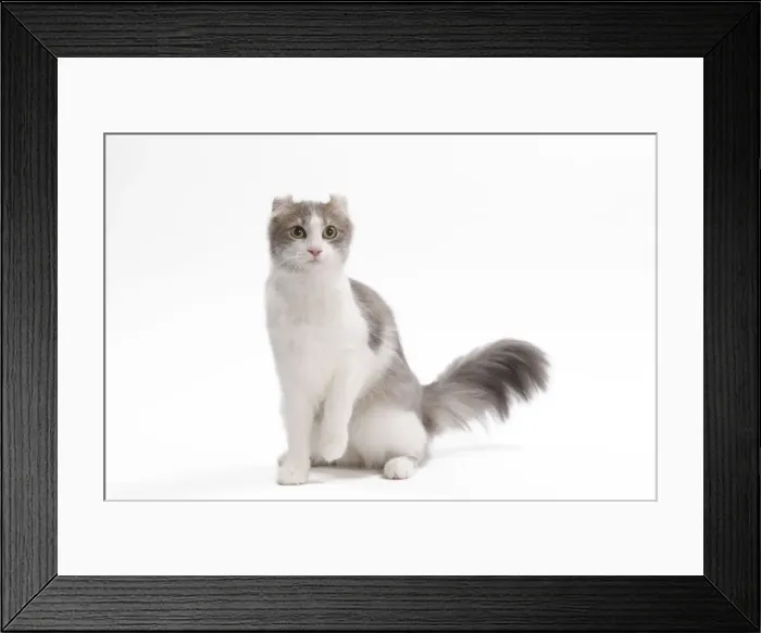 Framed Print : Cat - American curl in studio Framed Print : Cat - American curl in studio