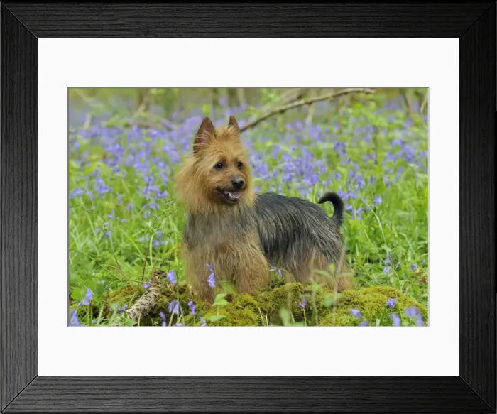 Framed Print : Dog. Australian Terrier in blue bells Framed Print : Dog. Australian Terrier in blue bells