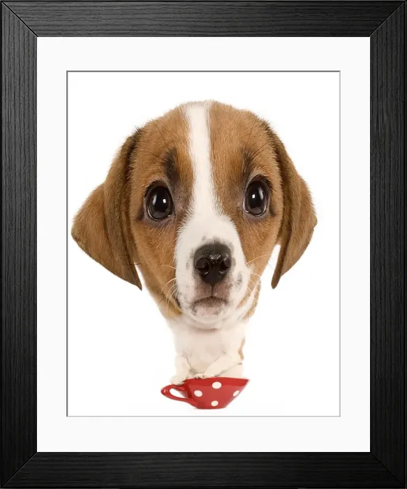 Framed Print : Dog - Jack Russell Terrier - puppy Manipulated Image (by photographer)