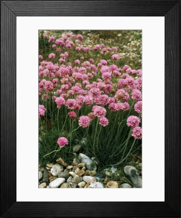 Framed Print : Thrift Flower Framed Print : Thrift Flower