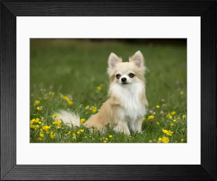 Framed Print : Dog - long-haired chihuahua outside Framed Print : Dog - long-haired chihuahua outside