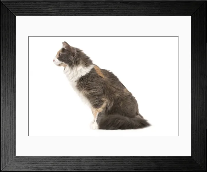Framed Print : Cat - Turkish Angora - Blue cream & white Framed Print : Cat - Turkish Angora - Blue cream & white