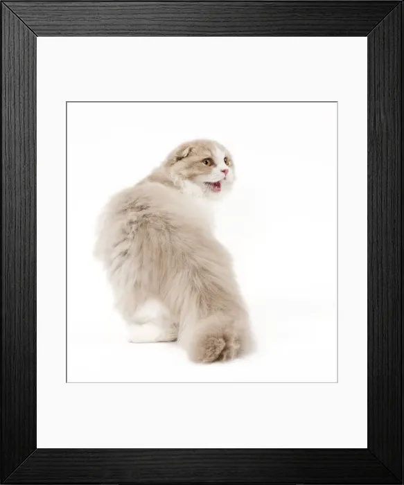 Framed Print : Cat - Highland Fold in studio miaowing Framed Print : Cat - Highland Fold in studio miaowing