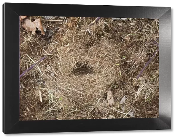 Field Vole nest - Cornwall - UK