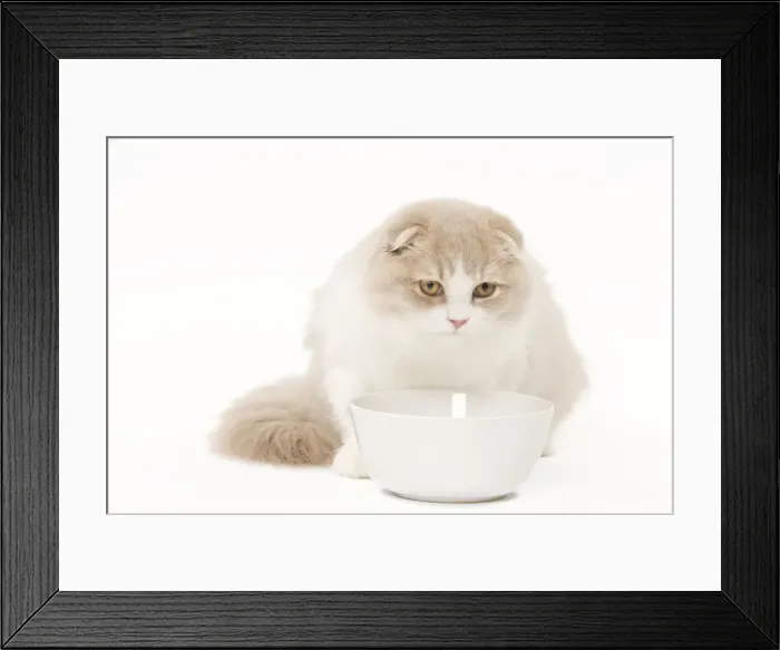 Framed Print : Cat - Highland Fold in studio with food bowl Framed Print : Cat - Highland Fold in studio with food bowl