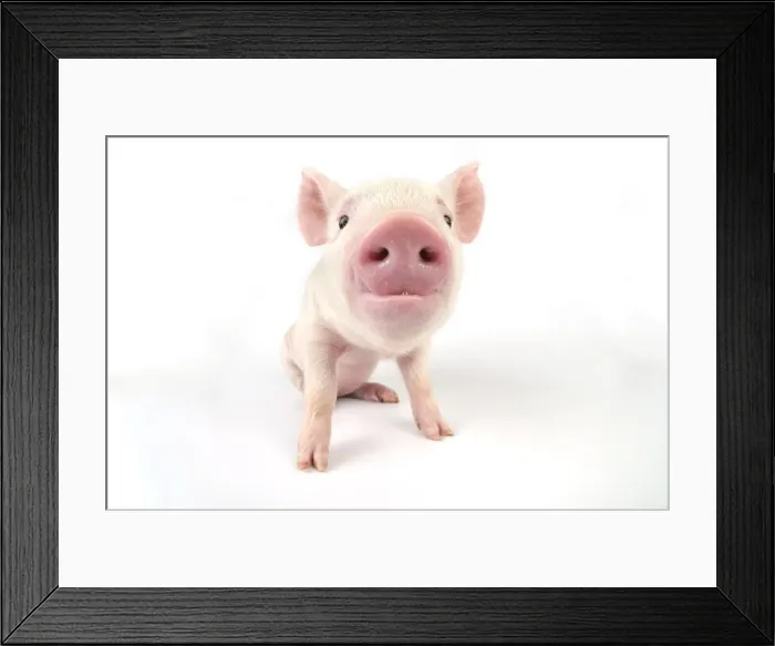 Framed Print : Pig. Middle White piglet Framed Print : Pig. Middle White piglet