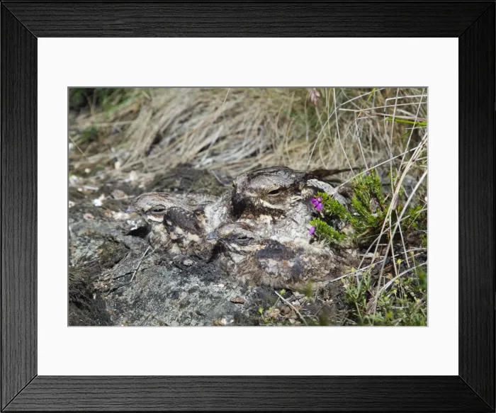 Framed Print : Nightjar - with young - Lizard - Cornwall - UK Framed Print : Nightjar - with young - Lizard - Cornwall - UK