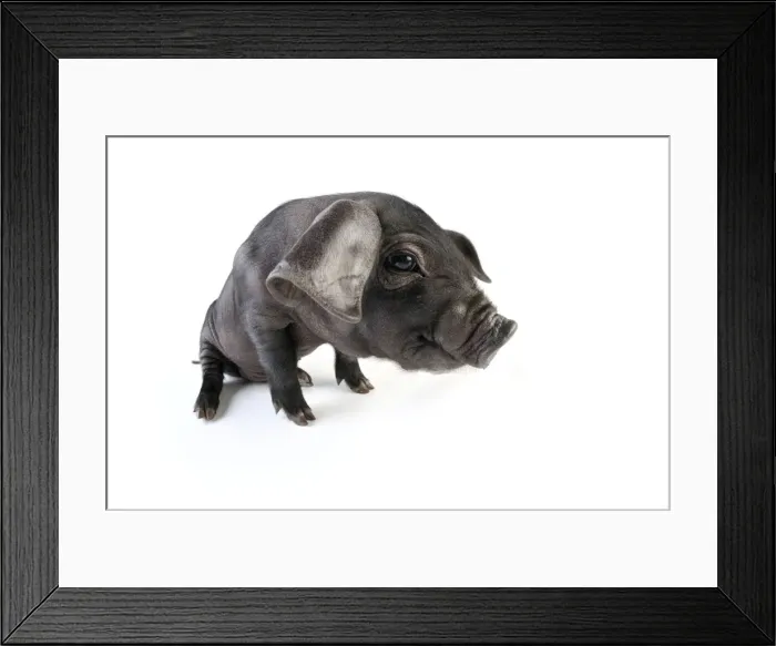 Framed Print : Pig. Large black piglet Framed Print : Pig. Large black piglet