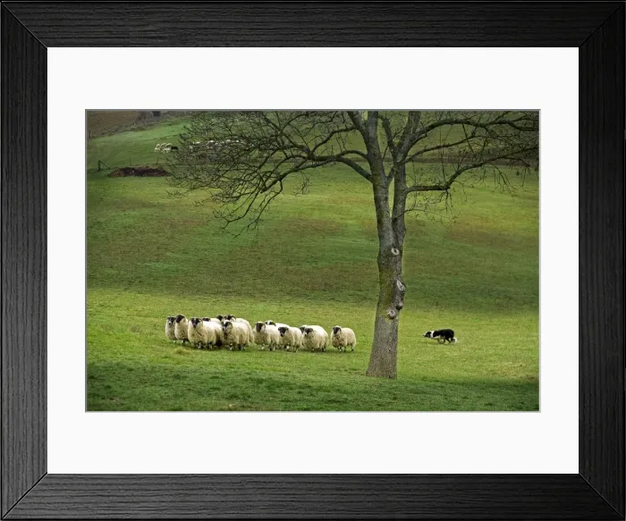 Framed Print : Dog - Border collie rounding up black-faced sheep in field Framed Print : Dog - Border collie rounding up black-faced sheep in field