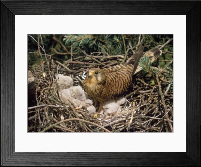 Framed Print : Kestrel - at nest with young Framed Print : Kestrel - at nest with young