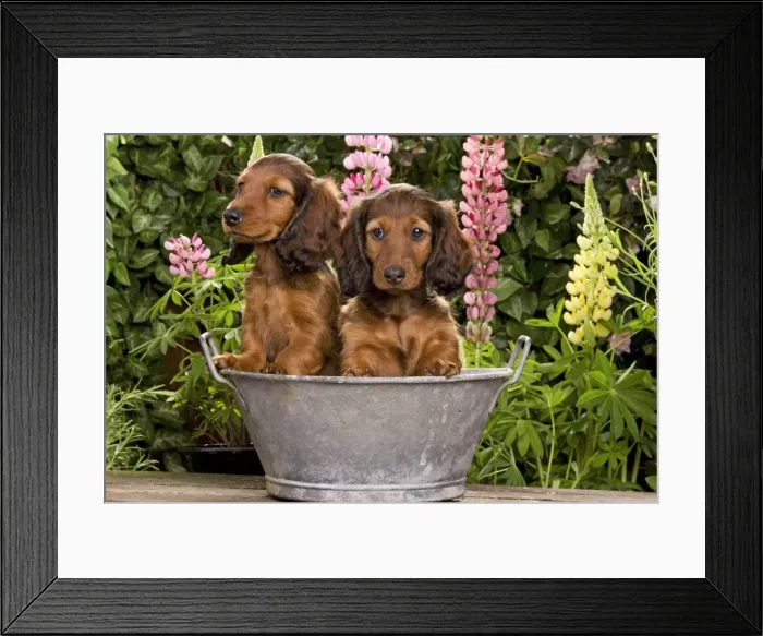 Framed Print : Long-Haired Dachshund / Teckel Dog / Doxie / Doxies in the US - sitting in old metal tub Framed Print : Long-Haired Dachshund / Teckel Dog / Doxie / Doxies in the US - sitting in old metal tub