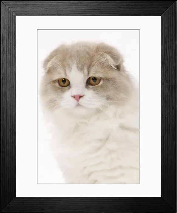 Framed Print : Cat - Highland Fold in studio Framed Print : Cat - Highland Fold in studio