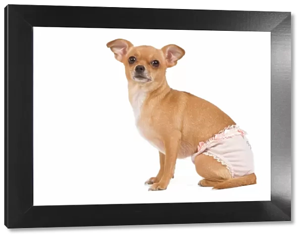 Dog - short-haired chihuahua in studio wearing underwear  /  knickers