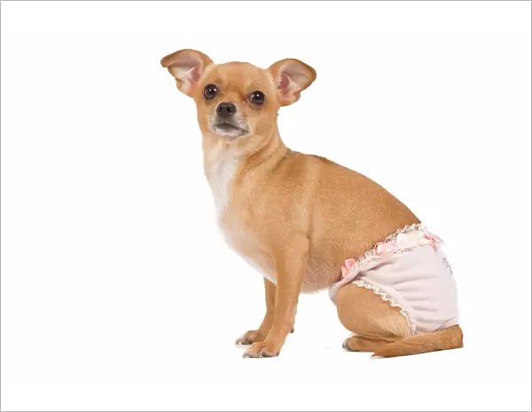 Dog - short-haired chihuahua in studio wearing underwear  /  knickers