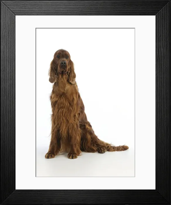 Framed Print : DOG. Irish setter sitting