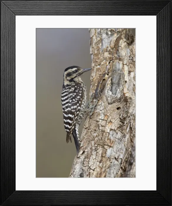 Framed Print : Ladder-backed Woodpecker - female - March - Arizona - USA Framed Print : Ladder-backed Woodpecker - female - March - Arizona - USA