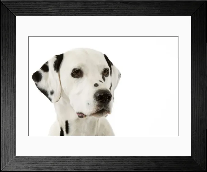 Framed Print : Dog - Dalmatian Framed Print : Dog - Dalmatian