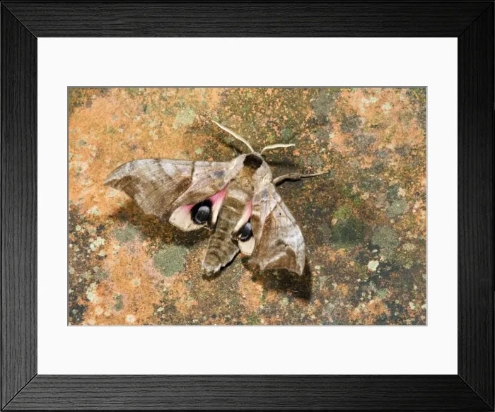 Framed Print : Eyed Hawkmoth - Cornwall - UK Framed Print : Eyed Hawkmoth - Cornwall - UK