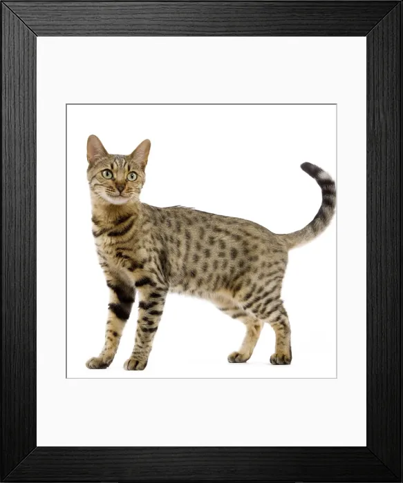 Framed Print : Cat - Bengal - Brown spotted in studio Framed Print : Cat - Bengal - Brown spotted in studio
