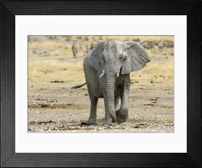 Framed Print : African Elephant - walking head on with zebras in the background - Etosha National Park - Namibia - Africa Framed Print : African Elephant - walking head on with zebras in the background - Etosha National Park - Namibia - Africa