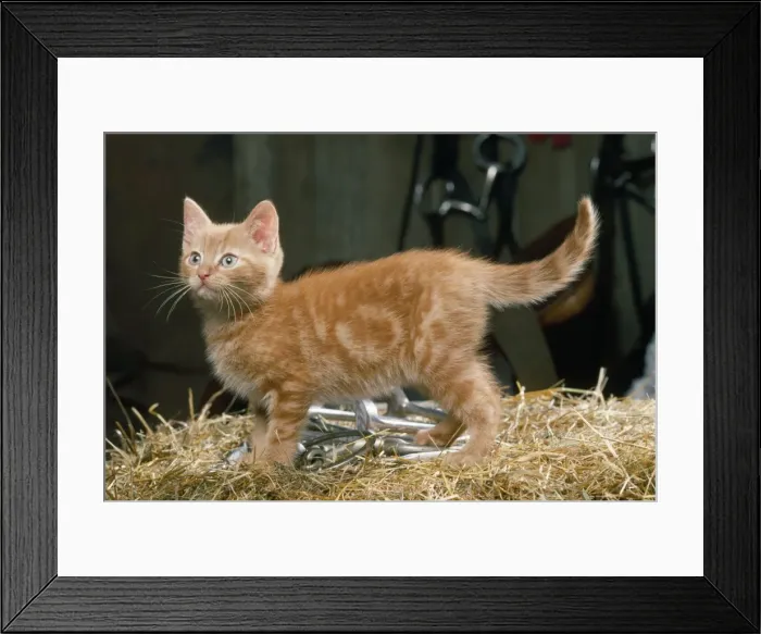 Framed Print : Ginger Cat - kitten in tack room Framed Print : Ginger Cat - kitten in tack room