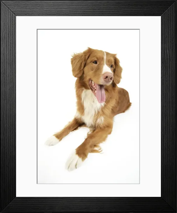 Framed Print : Dog. Nova Scotia Duck Tolling Retriever with tongue out Framed Print : Dog. Nova Scotia Duck Tolling Retriever with tongue out
