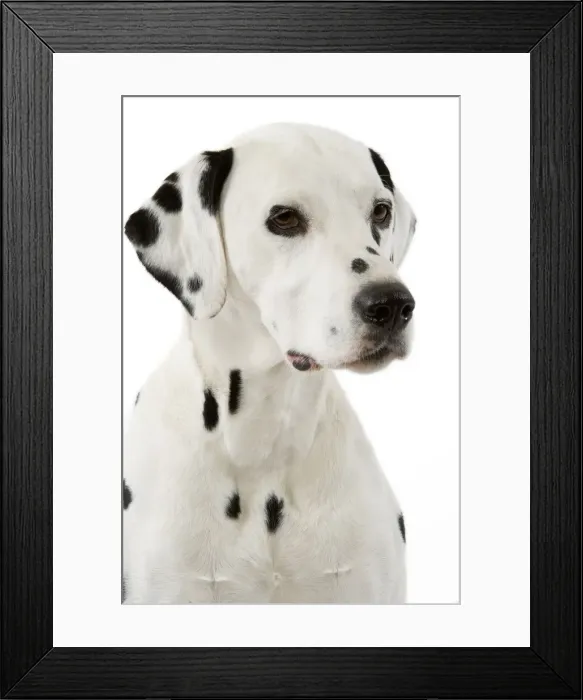Framed Print : Dog - Dalmatian Framed Print : Dog - Dalmatian