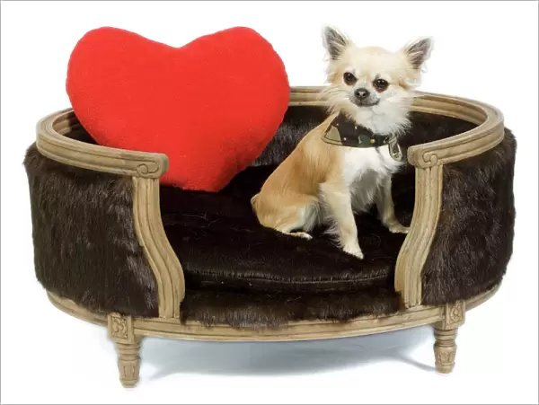 Dog - long-haired chihuahua in studio in dog bed with red heart cushion