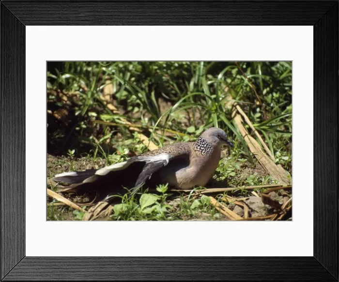 Framed Print : Spotted Dove - sunbathing - New Zealand Framed Print : Spotted Dove - sunbathing - New Zealand