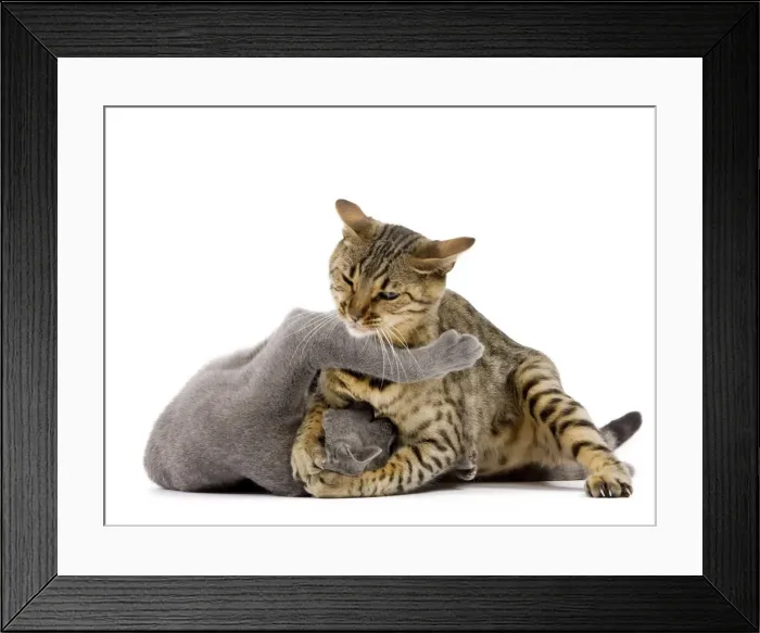 Framed Print : Cat - Bengal - Brown spotted in studio play fighting with grey cat Framed Print : Cat - Bengal - Brown spotted in studio play fighting with grey cat