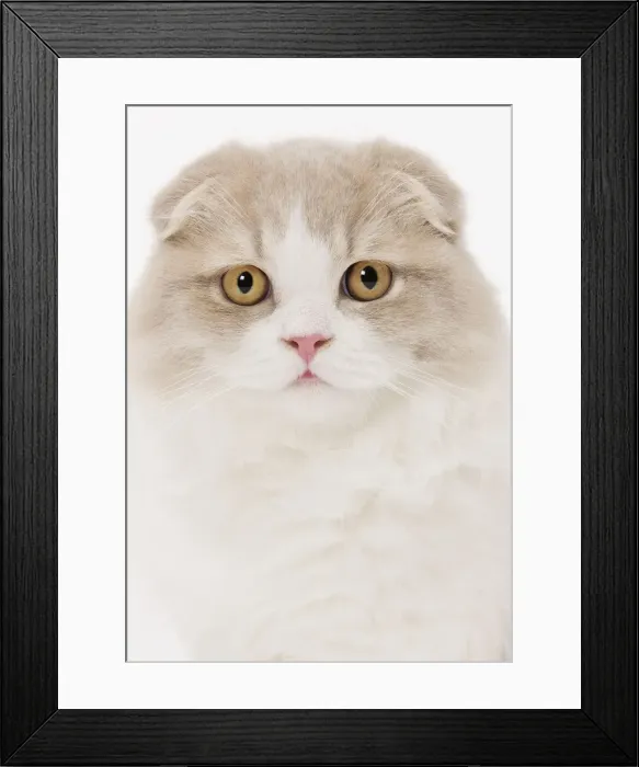 Framed Print : Cat - Highland Fold in studio Framed Print : Cat - Highland Fold in studio