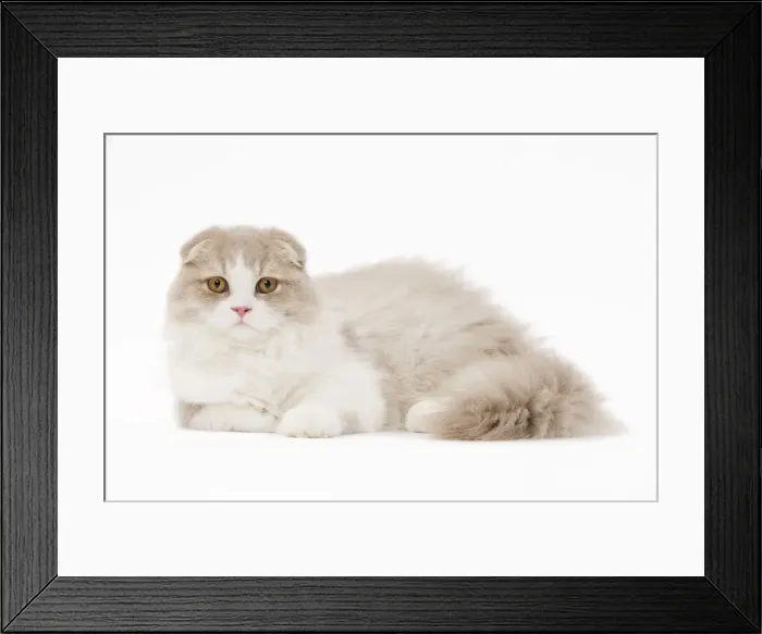 Framed Print : Cat - Highland Fold in studio Framed Print : Cat - Highland Fold in studio