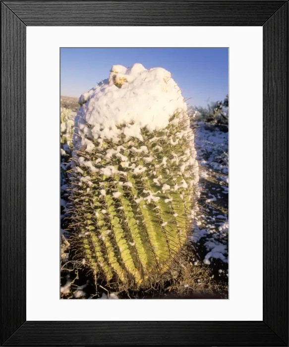 Framed Print : Fishhook Barrel / Compass Barrel Cactus - Snow covered - Sonoran Desert - Arizona - USA Framed Print : Fishhook Barrel / Compass Barrel Cactus - Snow covered - Sonoran Desert - Arizona - USA