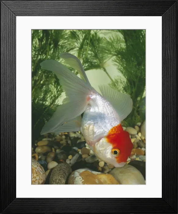 Framed Print : Goldfish - Red Cap Oranda Framed Print : Goldfish - Red Cap Oranda