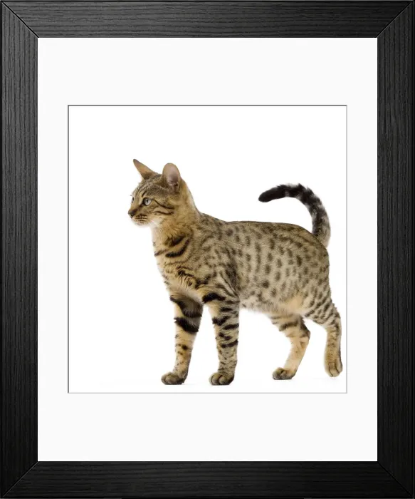 Framed Print : Cat - Bengal - Brown spotted in studio Framed Print : Cat - Bengal - Brown spotted in studio