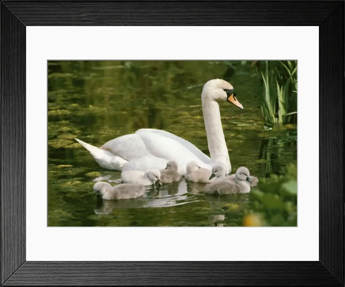Framed Print : Mute Swans - with cygnets Framed Print : Mute Swans - with cygnets