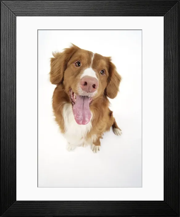 Framed Print : Dog. Nova Scotia Duck Tolling Retriever with tongue out Framed Print : Dog. Nova Scotia Duck Tolling Retriever with tongue out