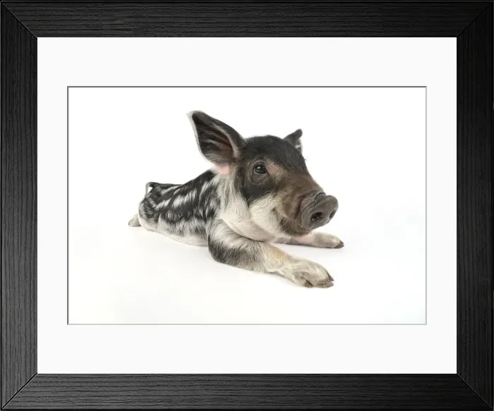 Framed Print : Pig. Mangalitza piglet on white background Framed Print : Pig. Mangalitza piglet on white background