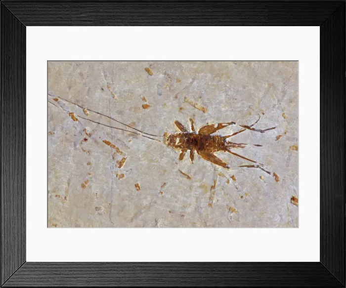 Framed Print : Fossil Cricket - Santana Formation - Brazil - Early Cretaceous Period