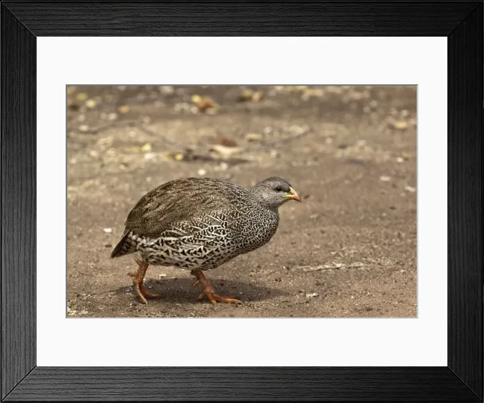 Framed Print : Natal Francolin - walking - South Africa Framed Print : Natal Francolin - walking - South Africa